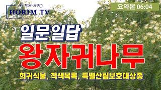 왕자귀나무(Albizia kalkora) 요약본 동영상, HORIM-TV