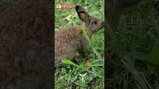 CUTE BROWN RABBIT ::: #shorts #youtube