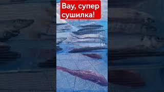 Сушилка для рыбы в летнее время! СУПЕР! #music #travel #love #beach #большойкамень #приморскийкрай