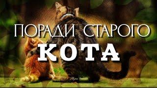 Поради старого Кота - притча про Щастя #притча#щастя#притчапрощастя#Альона_Феночка#порадистарогокота