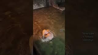 Джиган в Иерусалиме ,купается в святом источнике ,Хабад посвящение в рыцари 2000 лет новый Мессия