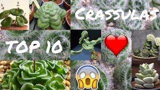 TOP 10 - Crassulas Exóticas