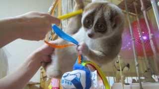 SlowLoris Kinako play with dolls