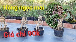 Hồng ngọc mai Bonsai mini siêu hoa, rễ quái giá rẻ chỉ 90k. lh 0979137980