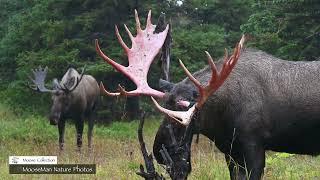 Best Moose Moments Part 1 | MooseMan Nature Photos Video