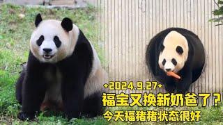 9月27日福宝又换奶爸了吗？今天福猪猪状态很好，大口吃笋笋胡萝卜，吃饱了就溜一圈爬上树洞休息#panda #大熊貓#大熊猫福宝