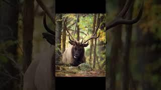 Bull Roosevelt Elk on Vancouver Island. #wildlife #wildlifephotography