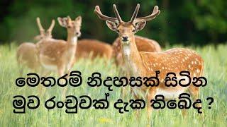 Deer Park |මුවන්ගේ රජදහනක්