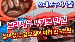 보리새우  한말(4kg)  만원 / 활갑오징어 하락 /곧 낙지 금어기.