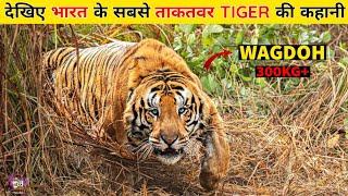 The Rise & Fall of WAGDOH :- भारत का सबसे बड़ा Tiger जिसके डर से थर थर कांपता था पूरा जंगल।