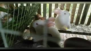 Rabbits eating fresh napier grass