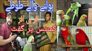 بولنے والے طوطے اور ٹیم برڈ حافظ سفیان کے پاس#birds #lovebirds