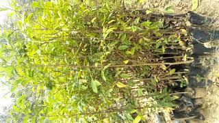 Agarwood Plants Nursery at Maharashtra