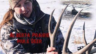 Southern Alberta Prairie Mule Deer Hunt - Last Day of The Season!