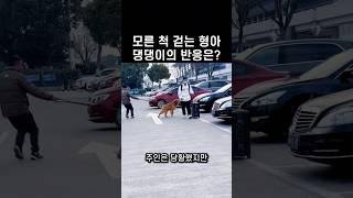 "뭐야 진짜 형아야?!.." 모른 척한 형을 본 댕댕이의 반응