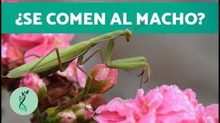 ¿Cómo CAZAN las MANTIS RELIGIOSAS?  (Características, Hábitat, Alimentación Mantis Religiosa)