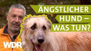 Hilfe bei ängstlichem Hund | Hunde verstehen (3) | Tierratgeber | WDR