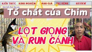 Nói về Tố chất Chim Chào mào Lọt Giọng Mái và Run Cánh đều Thi giải lớn
