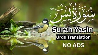 Surah Yasin | No Ads | Urdu Translation #foryou #fypシ゚viral