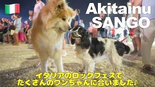 [Italy] Akita Inu”SANGO” and the dogs we met at a rock festival