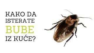 How to Get Rid of Cockroaches, Spiders, Stinkbugs and Mice from House 8 Safe Ways