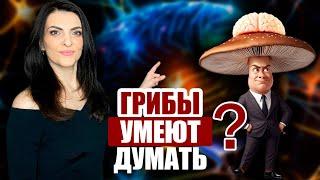Грибы умеют думать? Исследование ученых
