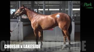 2017 Gold Coast Magic Millions Choisir x Lakeside - Lindsay Park Racing