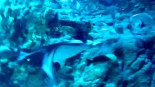 Vulnerable species the Manta ray in Ocean Park Hong Kong