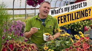 How I fertilize my containers — and other tips for amazing annuals