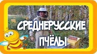 Темная лесная пчела (среднерусские пчелы)