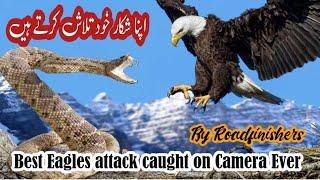 Best Eagles attack and prey caught on camera ever | trending | Oqab | Auqab #roadfinishers
