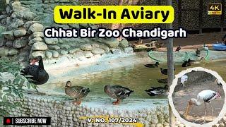 Walk In Aviary Chandigarh | Bird Sanctuary Chhat Bir Chandigarh | Beautiful Birds In Chandigarh Zoo