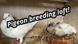 Pigeon Breeding Loft | Breeding Racing pigeons 2024 | Feeding |