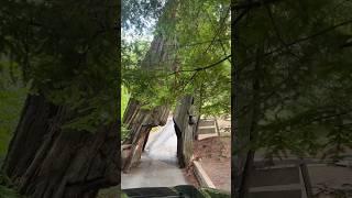 Shrine Drive Thru Tree, Myers Flat, California #shorts #massive #drivethru #viral #trending #tree