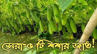 সেরা - ৫টি শশা'র জাত ||