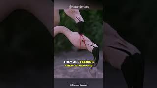 Is This Flamingo Feeding Blood To Its Baby?