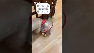 贵宾与小羊的故事part2