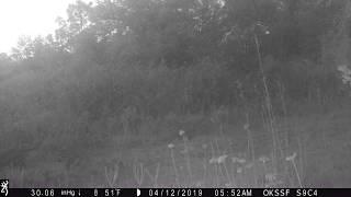 Panther Kittens #1 - Okaloacoochee Slough State Forest