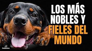 LO QUE NADIE TE CUENTA SOBRE EL ROTTWEILER