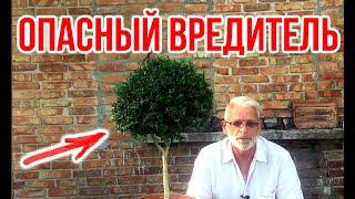 Самшитовая огнёвка / Чем обработать / Игорь Билевич