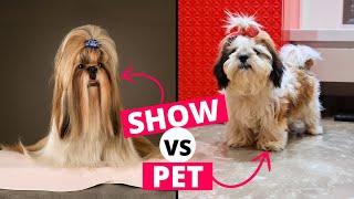 Show vs Pet Shih Tzu: What's the Difference?