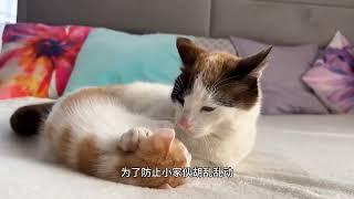 小奶猫想让猫妈陪它玩，却让猫妈相当嫌弃，最终是主人承担了所有