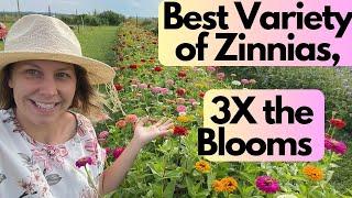 Best Variety of Zinnia to Grow| Cut Flowers