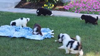 Mini Bernedoodle Puppies For Sale