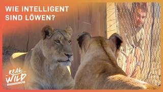 Doku: Löwe vs. Hyäne - Kampf der intelligenten Killer | Real Wild Deutschland