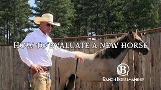 How To Evaluate A New Horse Preview