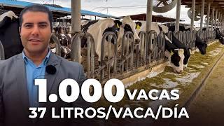 1,000 VACAS PRODUCIENDO 37 MIL LITROS DE LECHE POR DÍA - GRANJA LECHERA EN EGIPTO 