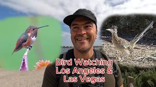 Bird Watching in Los Angeles & Las Vegas, USA. Canon R7 & Sigma 150-600mm lens.