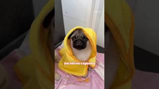 PUPPY Mosy’s very first BATH  #pug #puppy #shorts