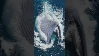 The biggest mouth in the world! #whale #viral #wildlife ￼